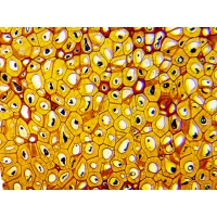 Mikroskop DeltaOptical BioLight 300 40x-400x