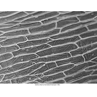 Mikroskop DeltaOptical Genetic Pro Mono 40x-1000x + baterie