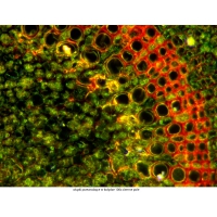 Mikroskop DeltaOptical Genetic Pro Mono 40x-1000x + baterie