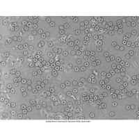 Mikroskop DeltaOptical Genetic Pro Bino 40x-1000x + baterie